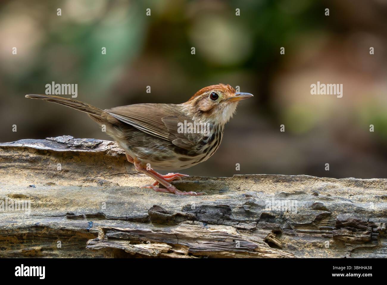 Babbler à gorge bouffée - Pellorneum ruficeps, petit oiseau forestier timide des forêts et des bois d'Asie du Sud-est, Vietnam. Banque D'Images