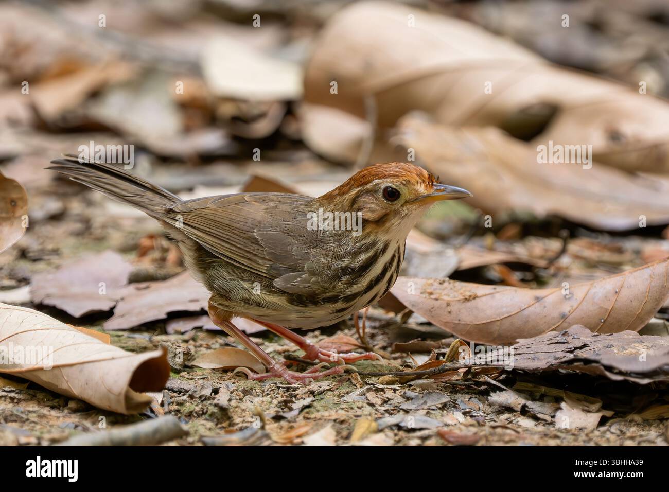 Babbler à gorge bouffée - Pellorneum ruficeps, petit oiseau forestier timide des forêts et des bois d'Asie du Sud-est, Vietnam. Banque D'Images