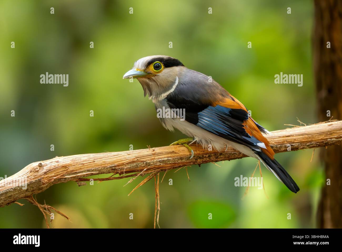 Broadbill à poitrine argentée - Serilophus lunatus, beau petit oiseau perché coloré des forêts et des bois d'Asie du Sud-est, Vietnam. Banque D'Images