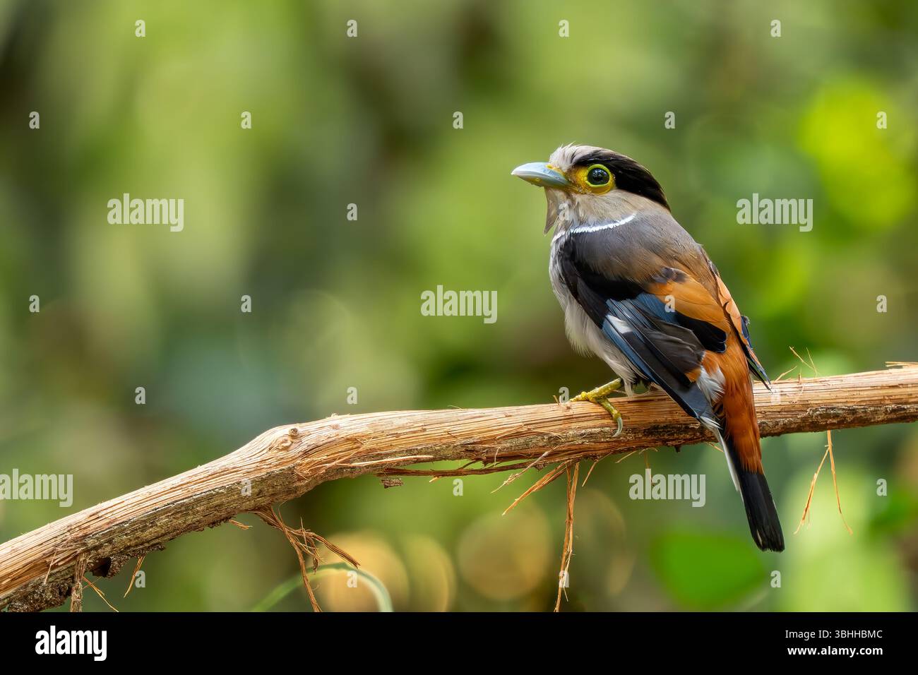 Broadbill à poitrine argentée - Serilophus lunatus, beau petit oiseau perché coloré des forêts et des bois d'Asie du Sud-est, Vietnam. Banque D'Images