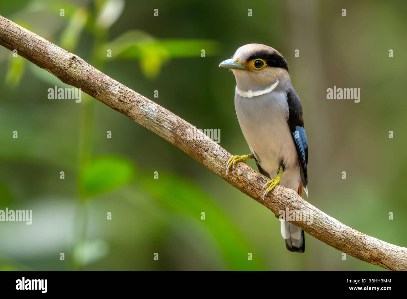 Broadbill à poitrine argentée - Serilophus lunatus, beau petit oiseau perché coloré des forêts et des bois d'Asie du Sud-est, Vietnam. Banque D'Images
