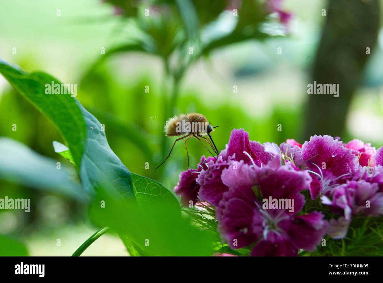 La mouche de l'Ouest perchée délicatement sur une fleur d'oeillet vibrante. Banque D'Images