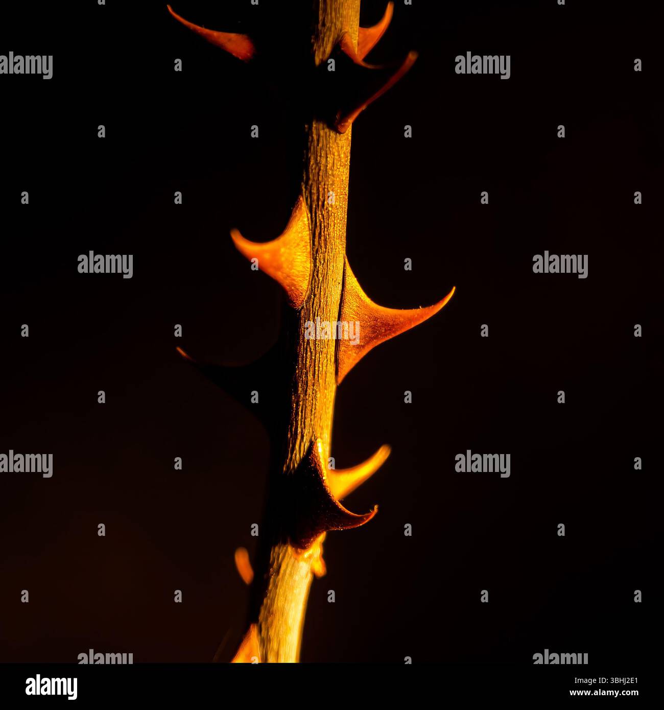 Ce gros plan capture une plante épineuse avec des détails saisissants, mettant en valeur les formes et textures uniques de ses épines Banque D'Images