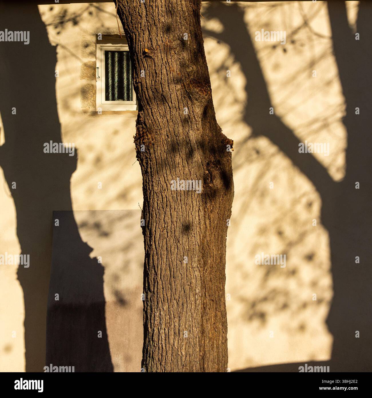 Un grand arbre projette des ombres complexes sur un mur altéré, éclairé par la lumière chaude du soleil couchant Banque D'Images