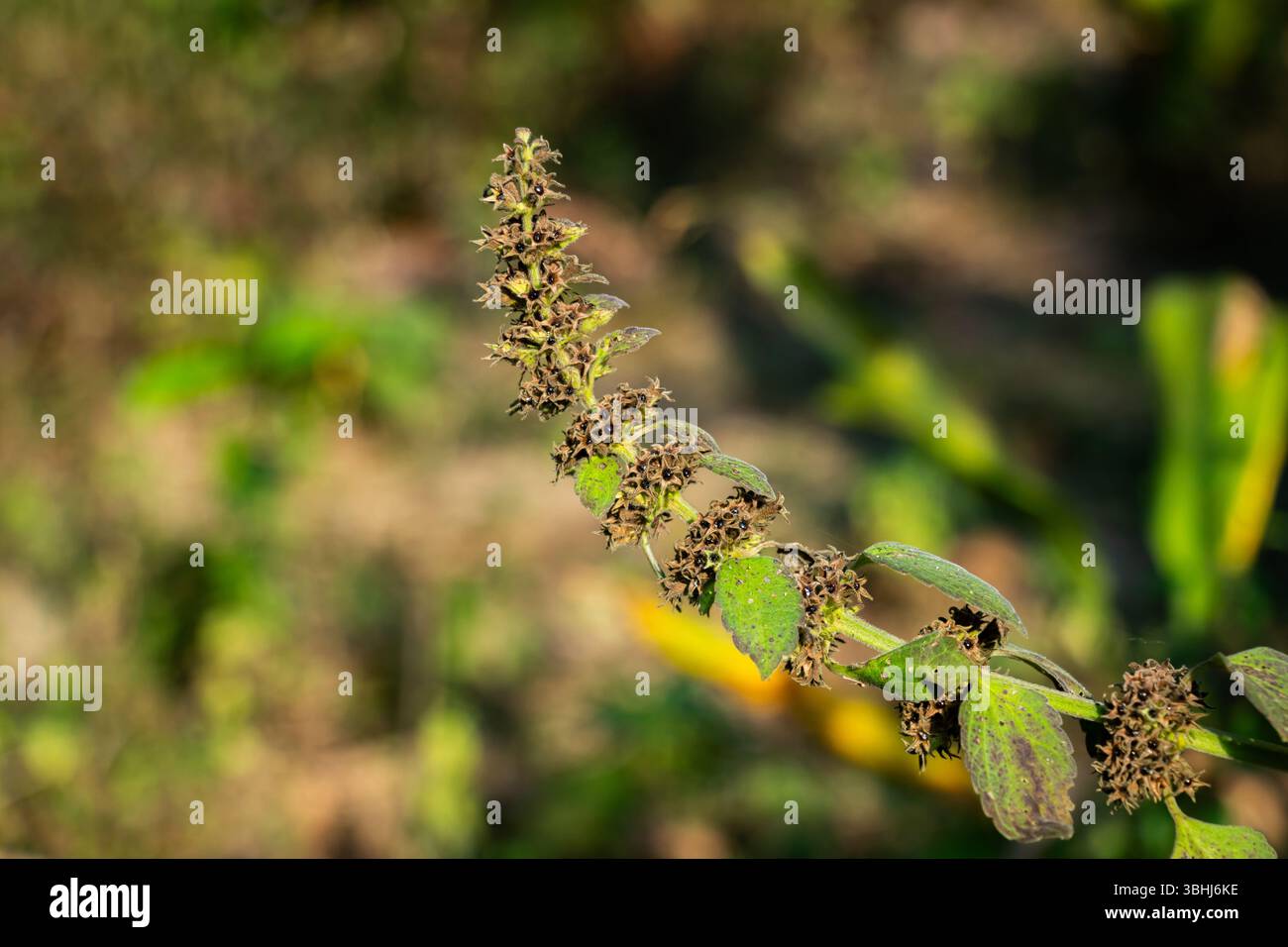 Ajuga pyramidalis, communément connu sous le nom de Bugleweed pyramidal ou Bugleweed Pyramid, est une plante vivace herbacée à faible croissance appartenant à la fam Lamiaceae Banque D'Images