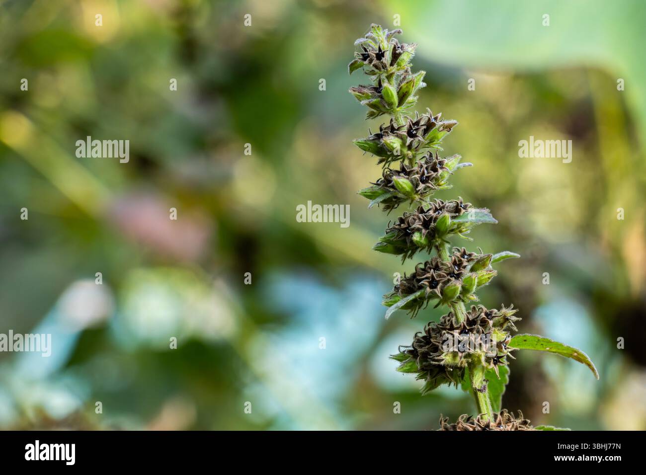 Ajuga pyramidalis, également appelé Bugleweed pyramidal ou Bugleweed Pyramid, est une plante vivace herbacée à faible croissance de la famille des Lamiaceae Banque D'Images