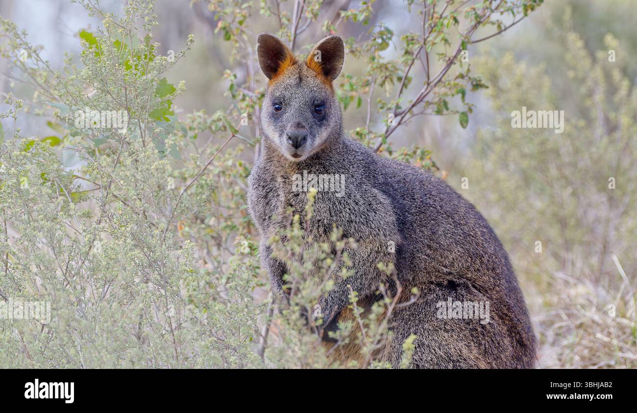 Un wallaby des marais gris pâle et brun (Wallabia bicolor) regarde dans la caméra se nourrissant dans les buissons du parc national des Brisbane Ranges, Victoria, Australie Banque D'Images