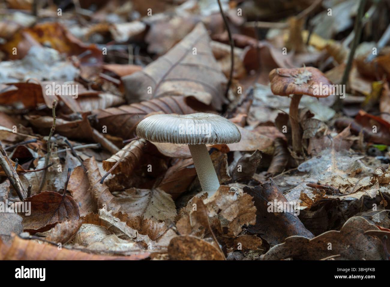 Petit champignon sur le sol forestier de près entouré de feuilles sèches en automne Banque D'Images
