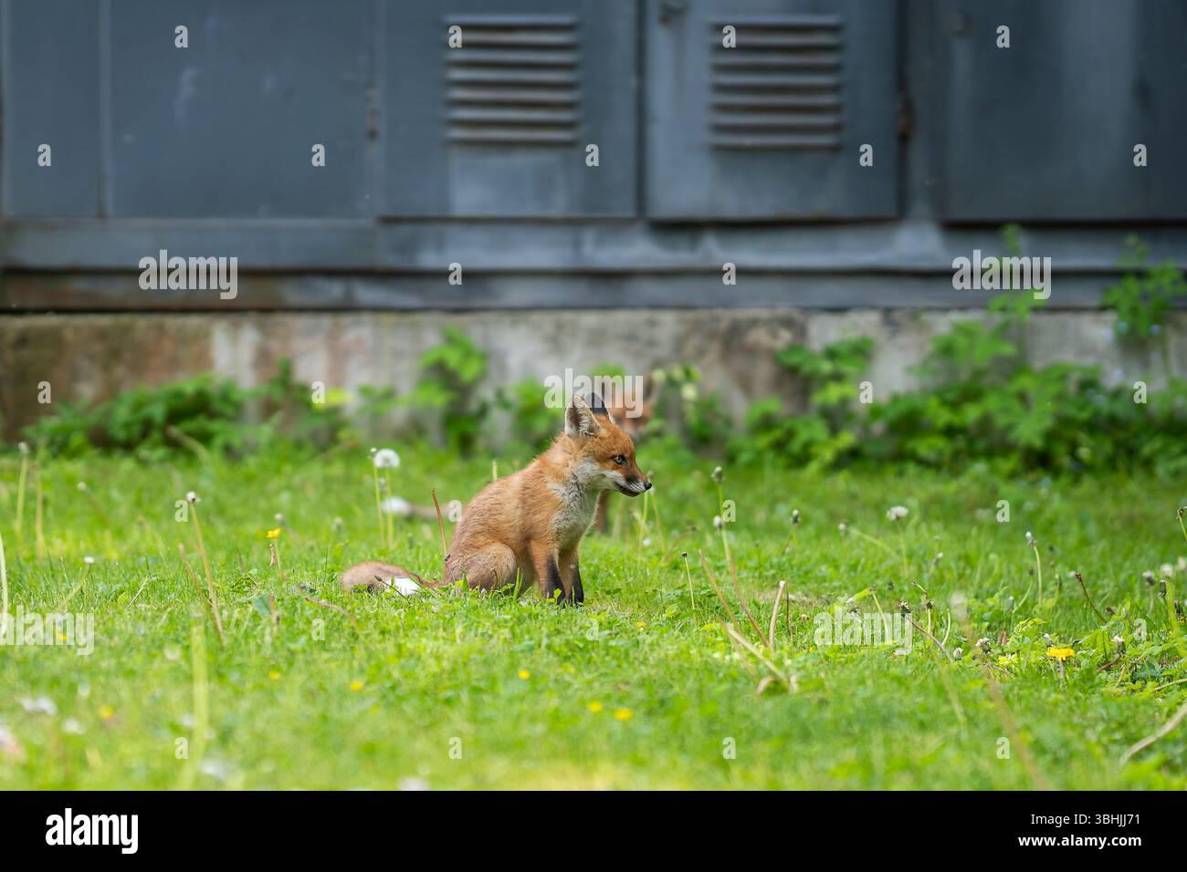 Urban Fox. Deux chiots renards roux assis devant une sous-station électrique. Oursons de renards urbains explorant le jardin. Banque D'Images
