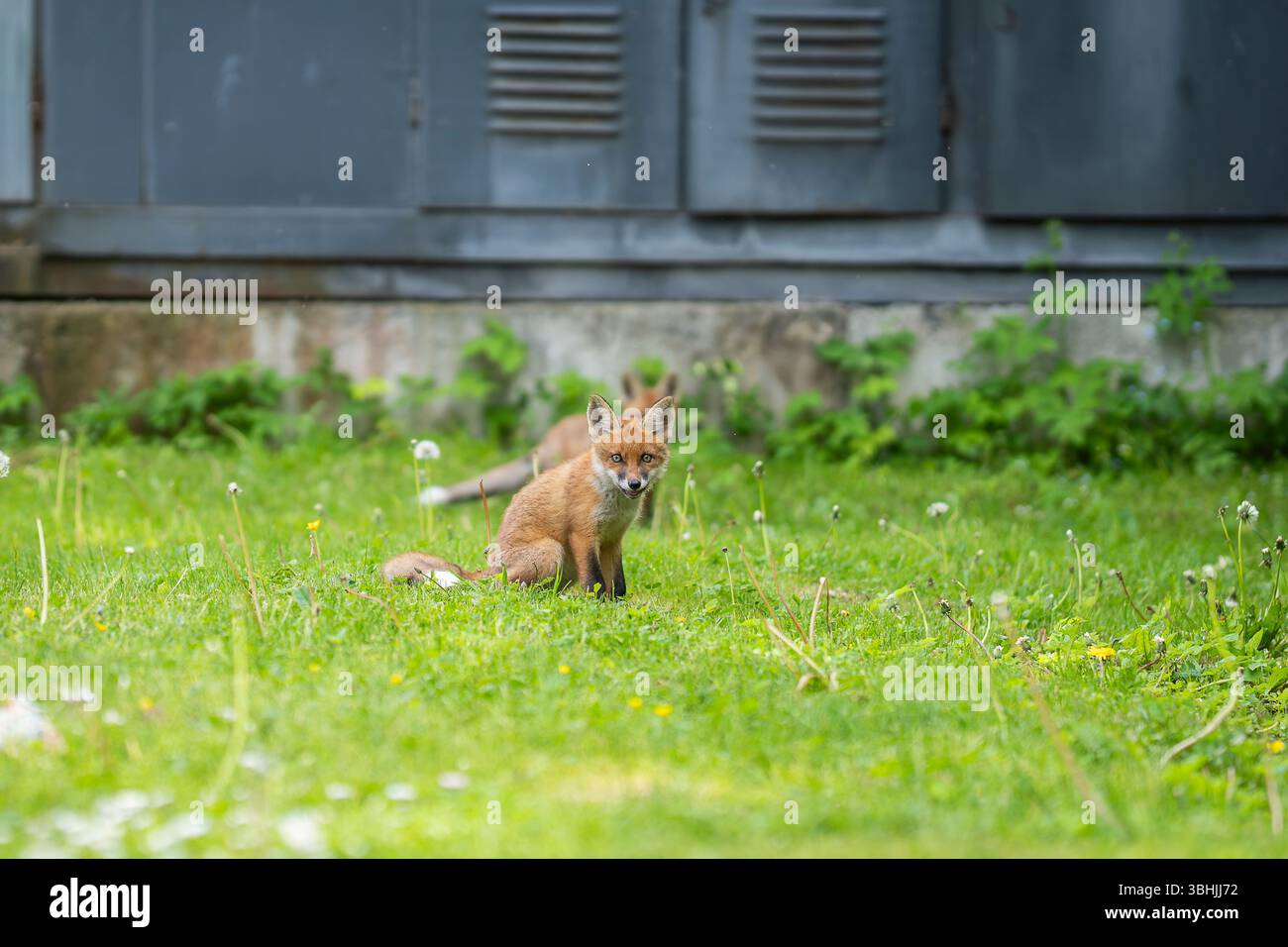 Urban Fox. Deux chiots renards roux assis devant une sous-station électrique. Oursons de renards urbains explorant le jardin. Banque D'Images