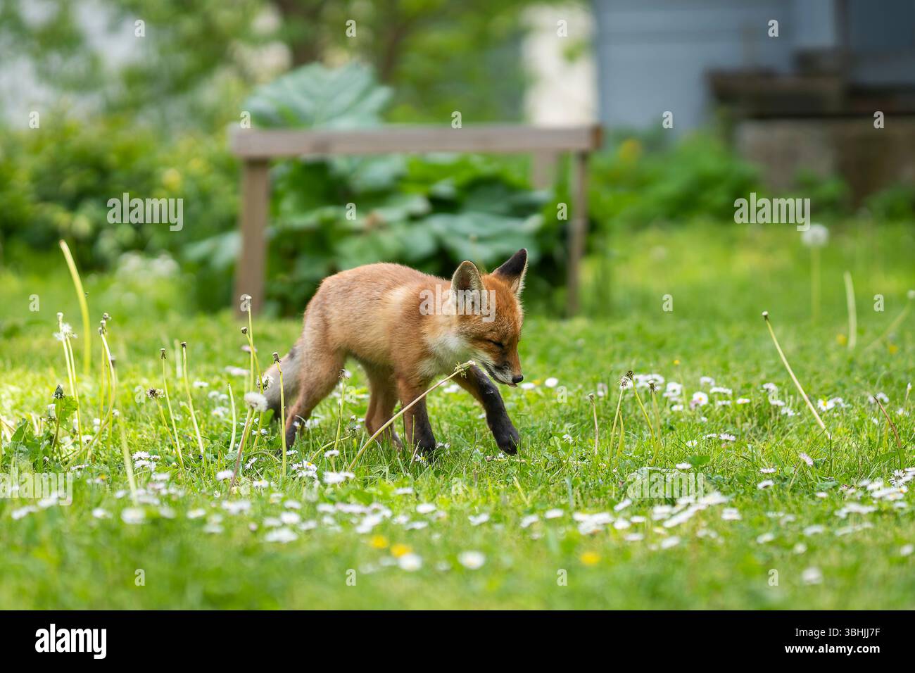 Urban Fox. Chiot renard roux marchant dans le jardin. Ourson de renard urbain explorant le jardin. Banque D'Images