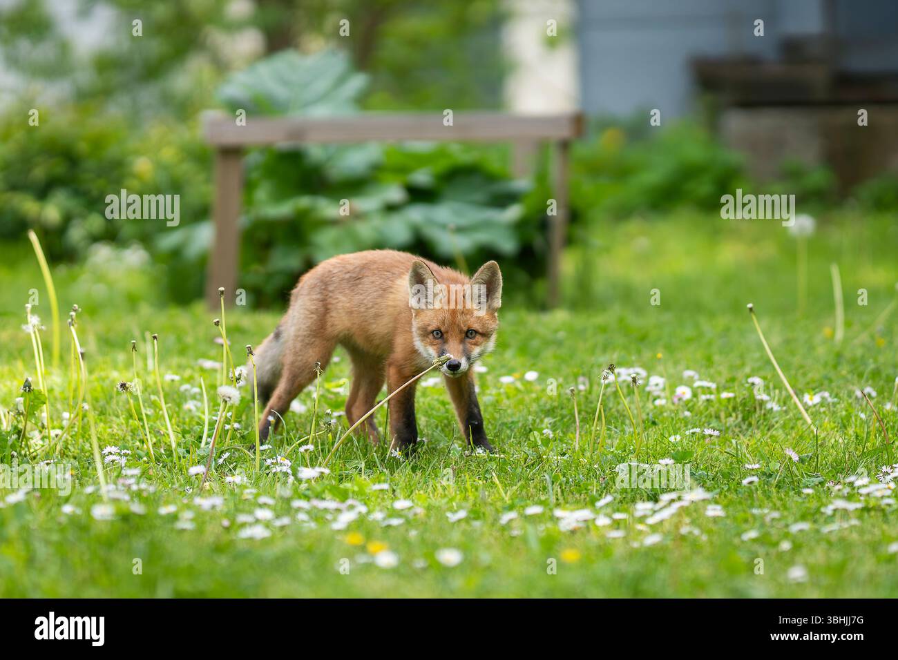 Urban Fox. Chiot renard roux marchant dans le jardin. Ourson de renard urbain explorant le jardin. Banque D'Images