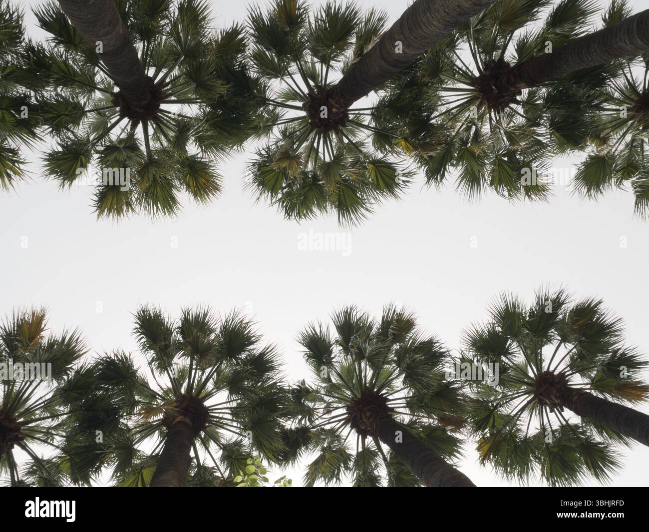 Palmiers alignés en symétrie s'élevant dans un ciel blanc nuageux. Les malles bruns et les frondes vertes offrent un encadrement naturel avec un espace copyspace centré. Banque D'Images