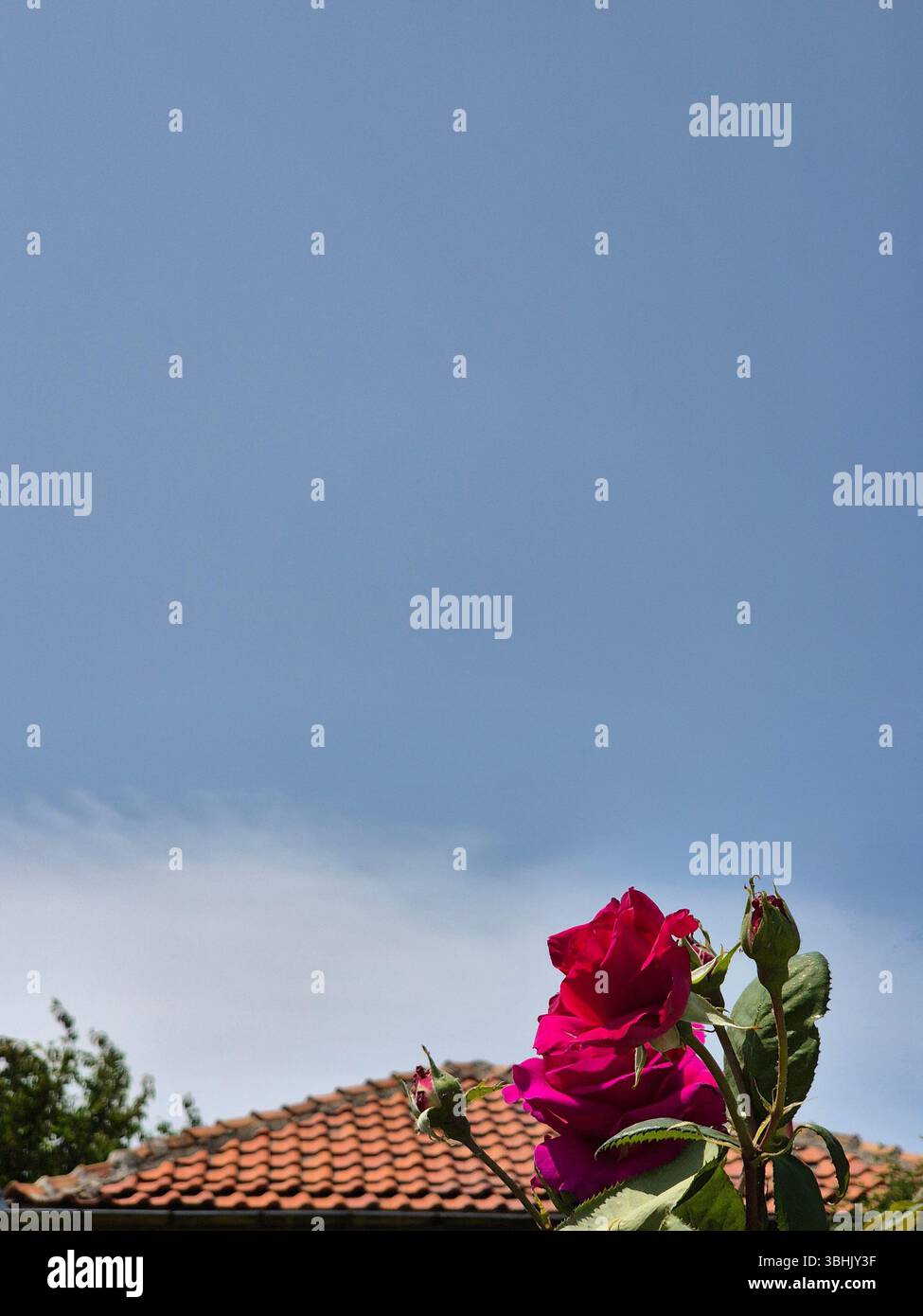 Une rose brillante fleurissant sous un ciel d'été sans nuages. toit rose et ciel Banque D'Images