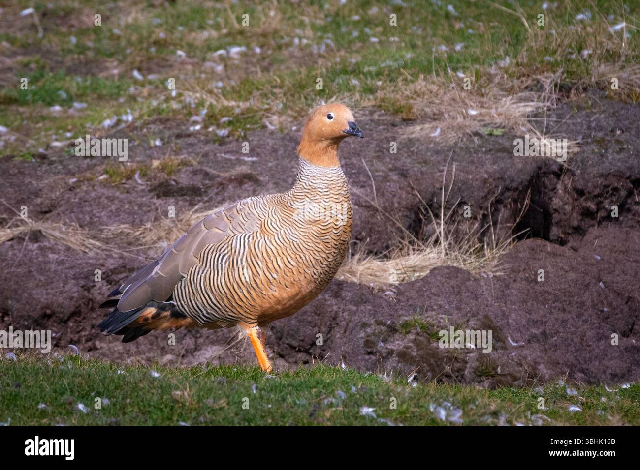 Une oie des hautes terres (Chloephaga picta) dans les îles Falkland. Banque D'Images