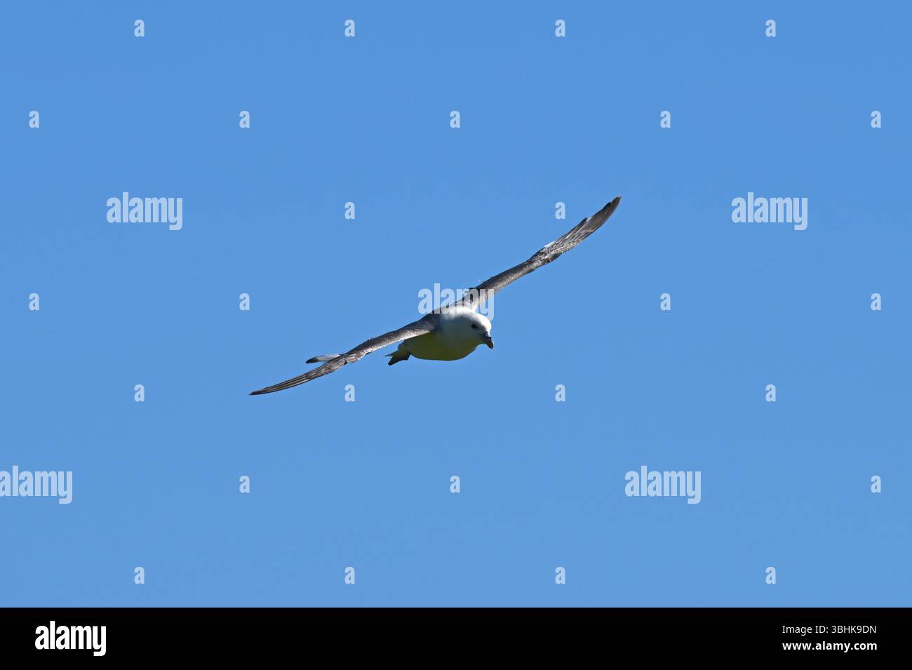 Fulmar, Fulmarus glacialis en vol contre ciel bleu clair Orcades Écosse UKcopy espace Banque D'Images