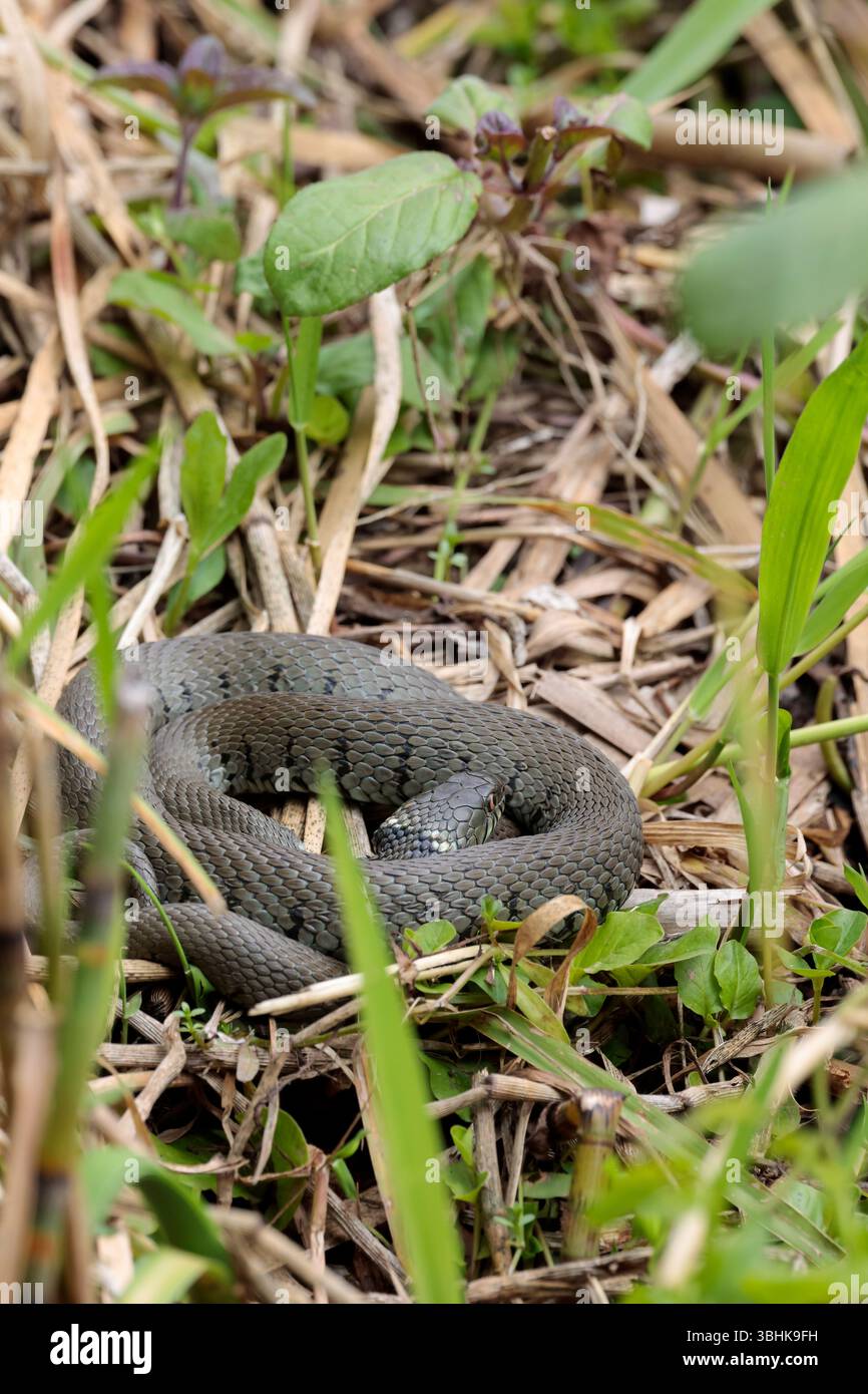 Serpent d'herbe Natrix Natrix, corps gris vert taches sombres le long des flancs jaune collier de cou et pupilles rondes, bain de soleil corps enroulé près du bord de l'eau Banque D'Images