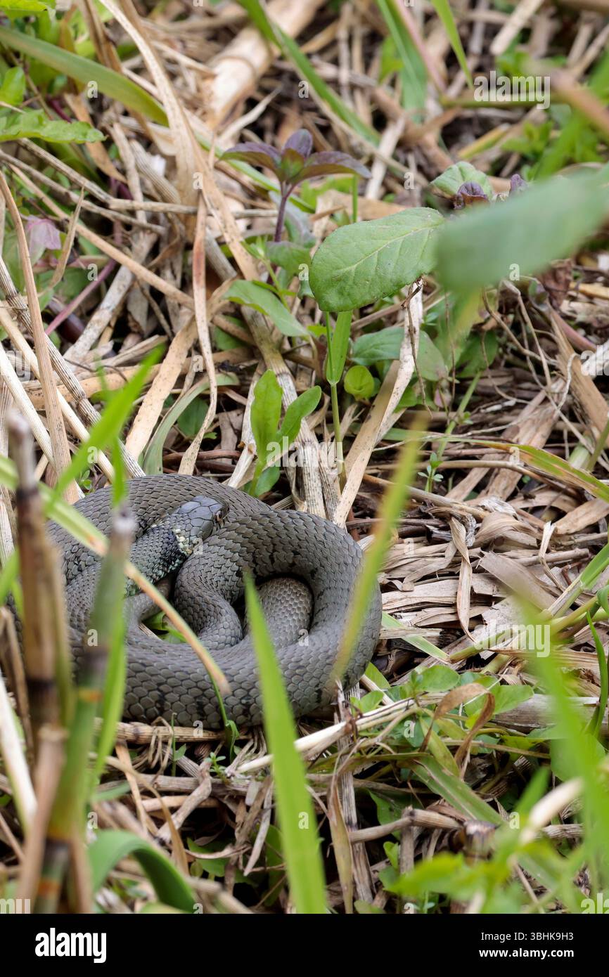 Serpent d'herbe Natrix Natrix, corps gris vert taches sombres le long des flancs jaune collier de cou et pupilles rondes, bain de soleil corps enroulé près du bord de l'eau Banque D'Images