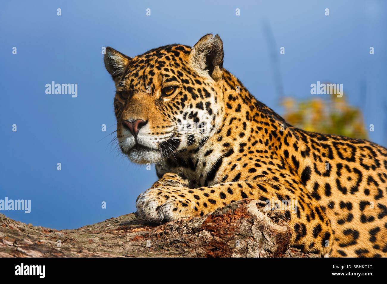 Portrait d'un Jaguar reposant sur un arbre Banque D'Images