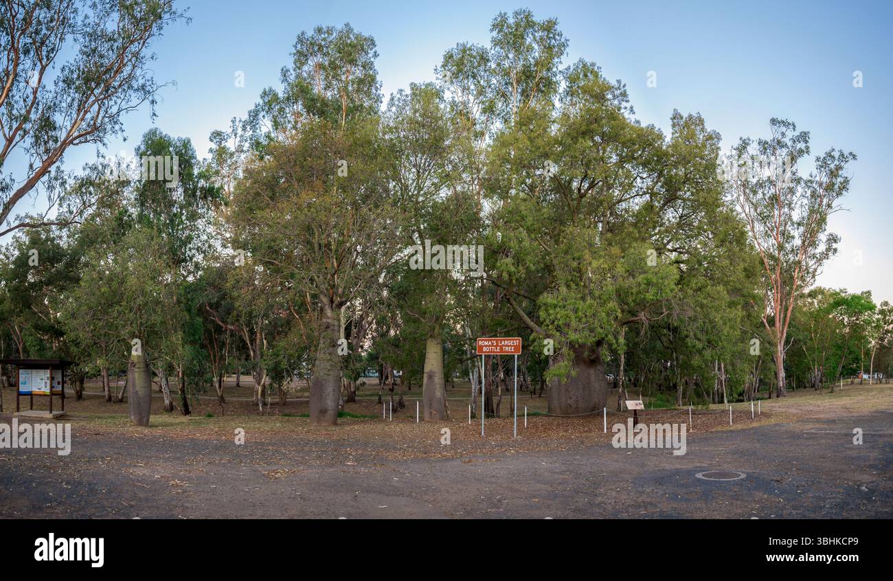Vue large du plus grand site touristique de Roma Bottle Tree dans un paysage pittoresque luxuriant de parc, Roma, Australie, 28 novembre 2020 Banque D'Images