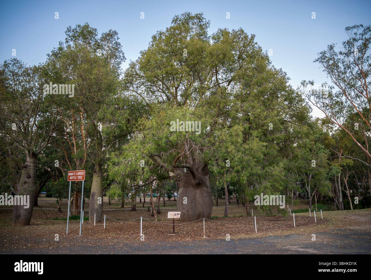 Roma, le plus grand site touristique Bottle Tree dans un cadre de parc, Roma, Australie, 28 novembre 2020 Banque D'Images