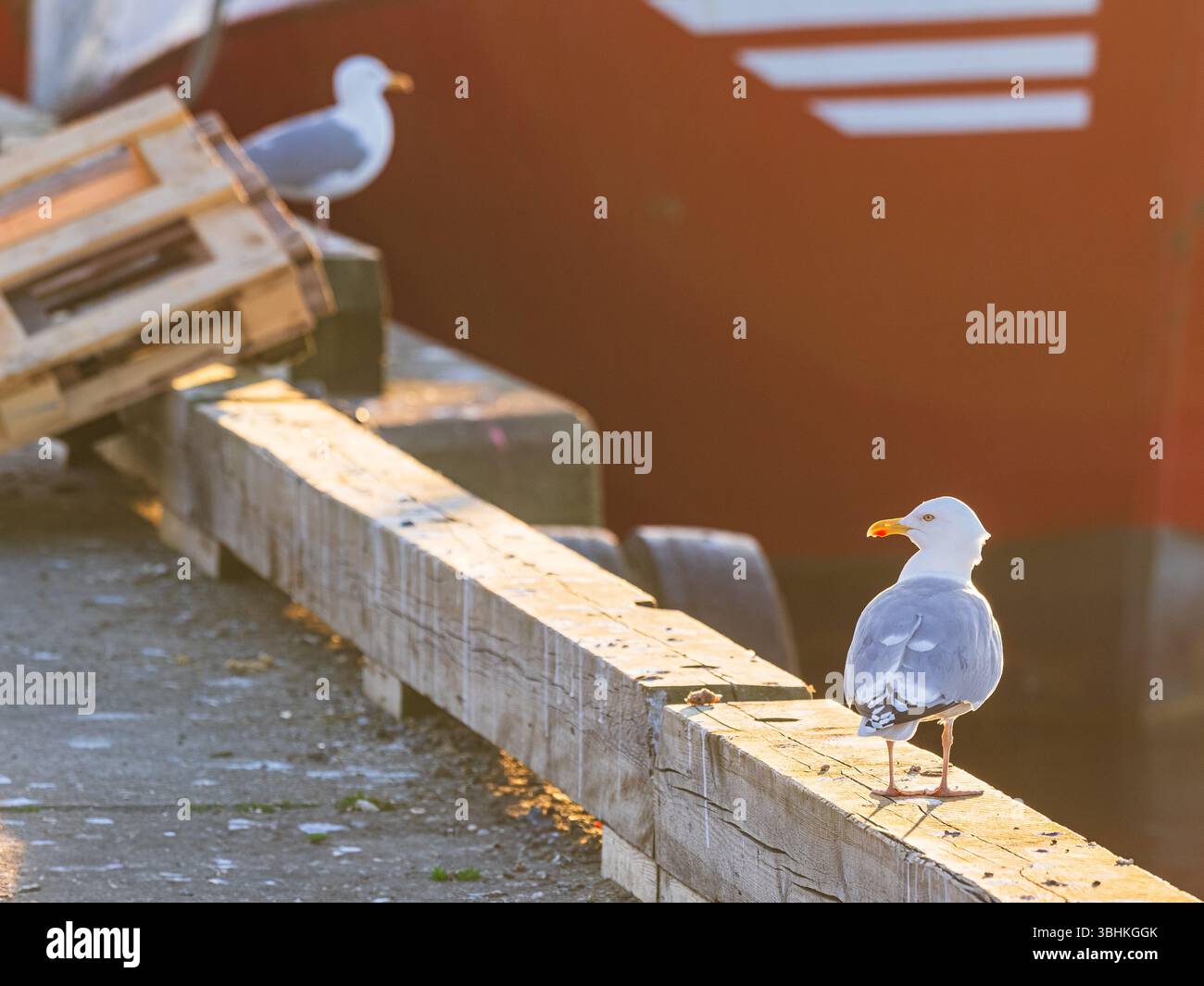Deux mouettes reposent sur une jetée en bois altérée dans un port suédois. Le soleil couchant jette une lueur chaude, éclairant la scène paisible des bateaux à proximité d'un Banque D'Images