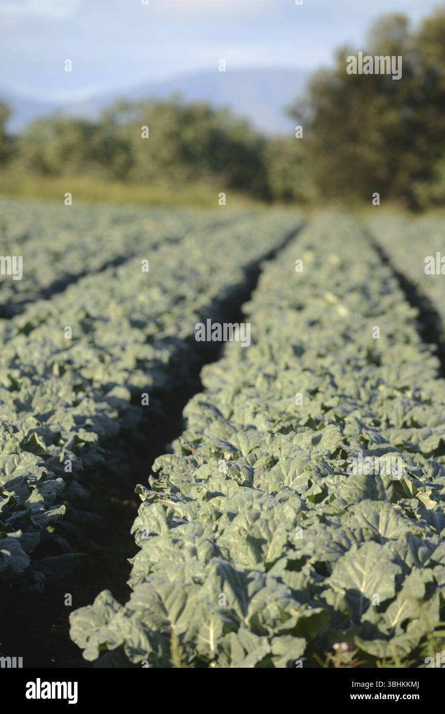 Choux poussant à Gatton dans le Queensland, Australie, Océanie Banque D'Images