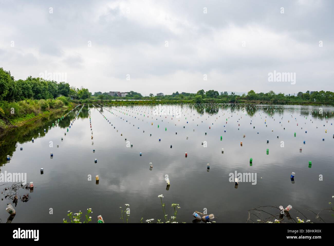 Les bouteilles en plastique vides sont utilisées comme bouées pour cultiver des perles d'eau douce dans un étang. Province du Jiangxi, Chine. Banque D'Images