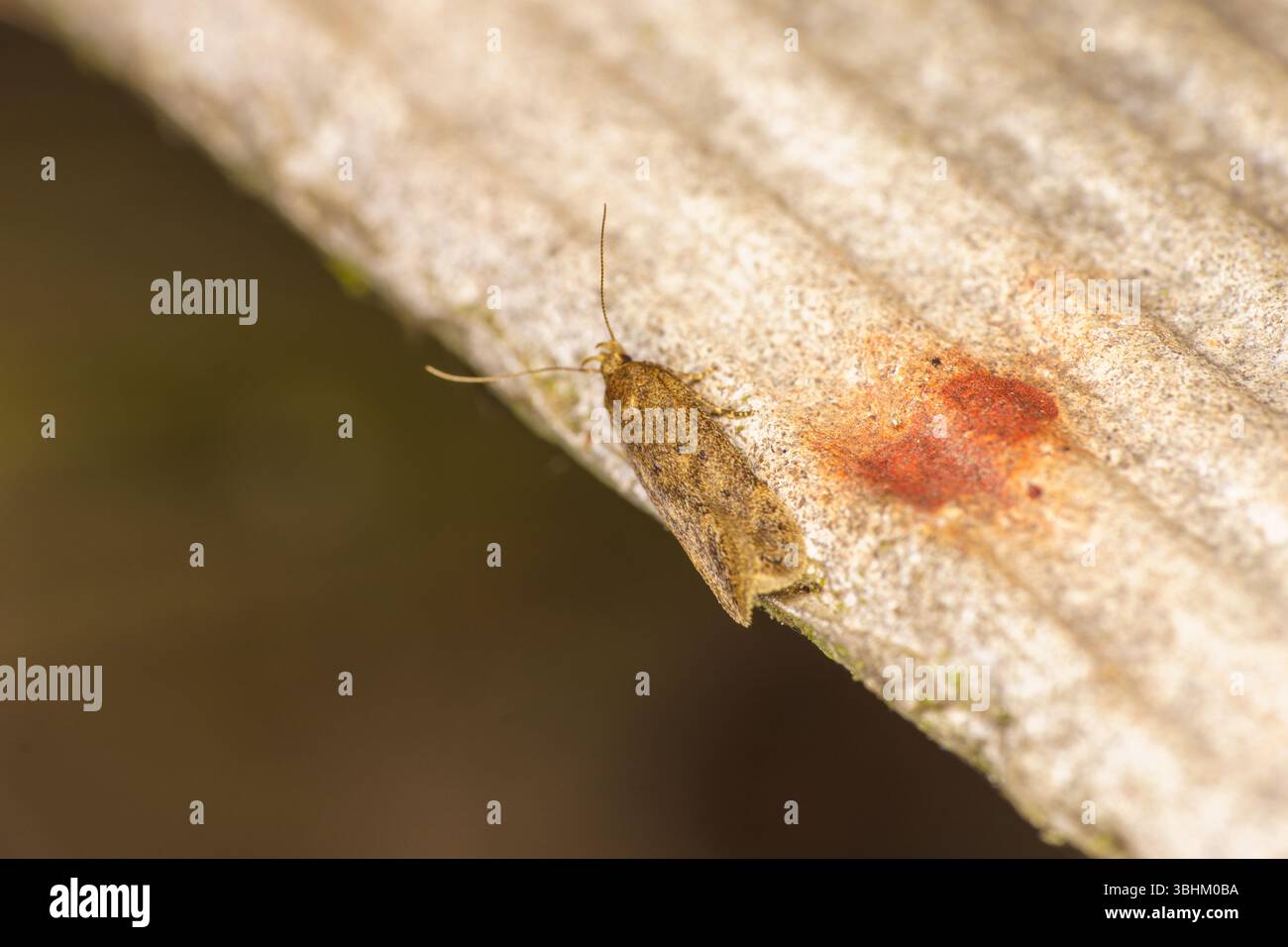 Tamsiarudė bryotrofa Bryotropha terrella Family Gelechiidae genus Bryotropha Cinerous Neb Cinerous Groundling Moth nature sauvage photographie d'insectes, photo Banque D'Images