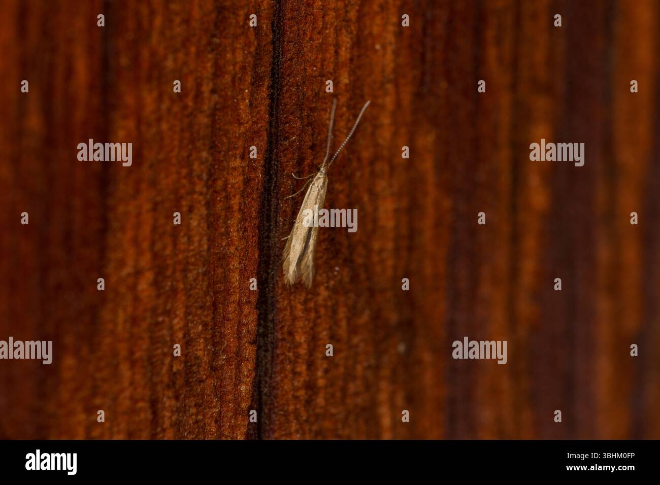 Coleophora alticolella famille Coleophoridae Genus Coleophora Common Rush papillon nature sauvage Photographie, image, papier peint Banque D'Images