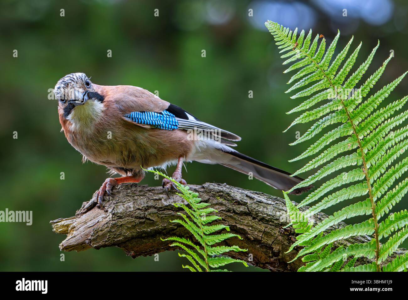 jay eurasien / jay européen (Garrulus glandarius / Corvus glandarius) perché sur une branche d'arbre avec des fougères dans la forêt Banque D'Images