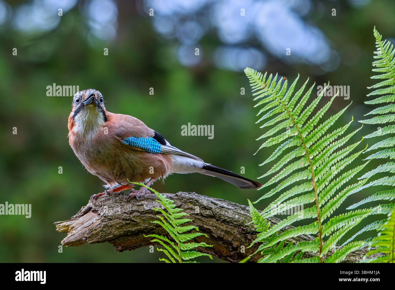 jay eurasien / jay européen (Garrulus glandarius / Corvus glandarius) perché sur une branche d'arbre avec des fougères dans la forêt Banque D'Images
