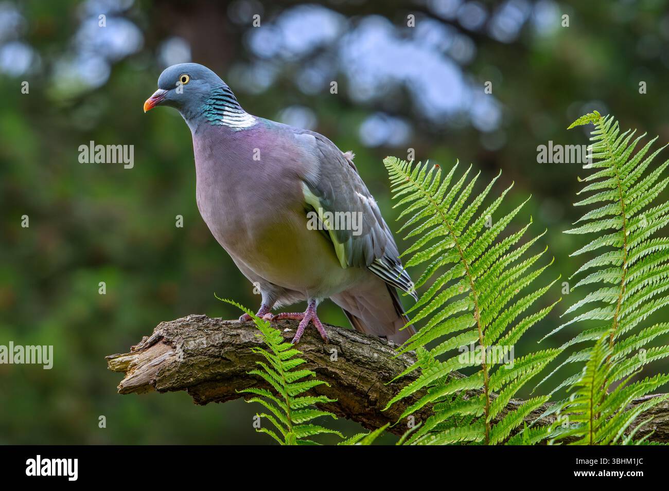 Pigeon commun des bois (Columba palumbus) perché sur une branche d'arbre avec des fougères dans la forêt Banque D'Images