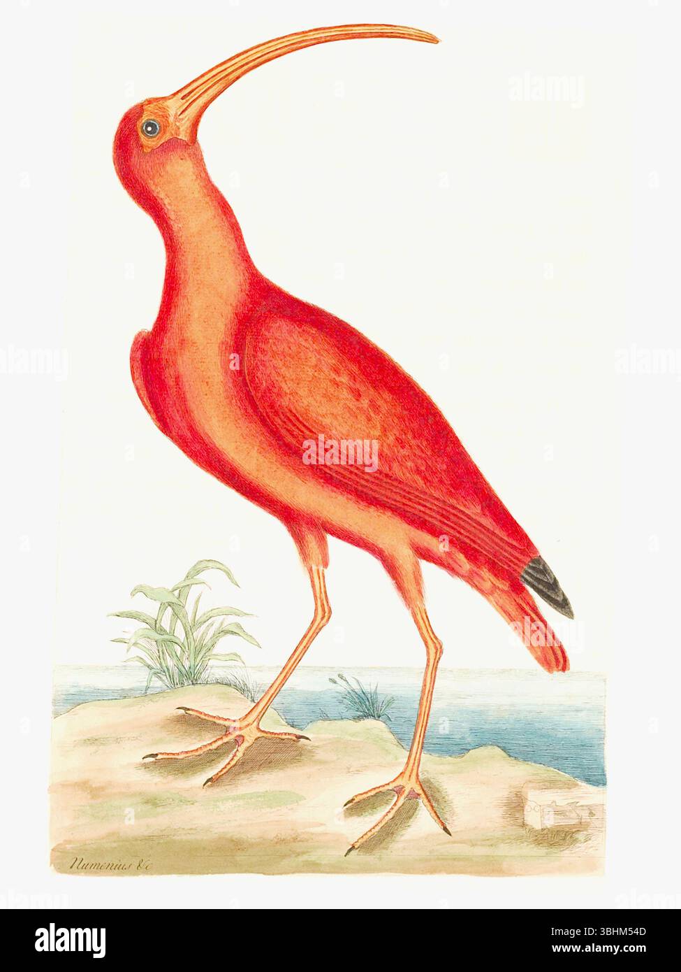 Mark Catesby - Scarlet Ibis - planche 84 extrait du volume I de Mark Catesby's The Natural History of Carolina, Florida and the Bahama Islands (Londres, 1731). Banque D'Images