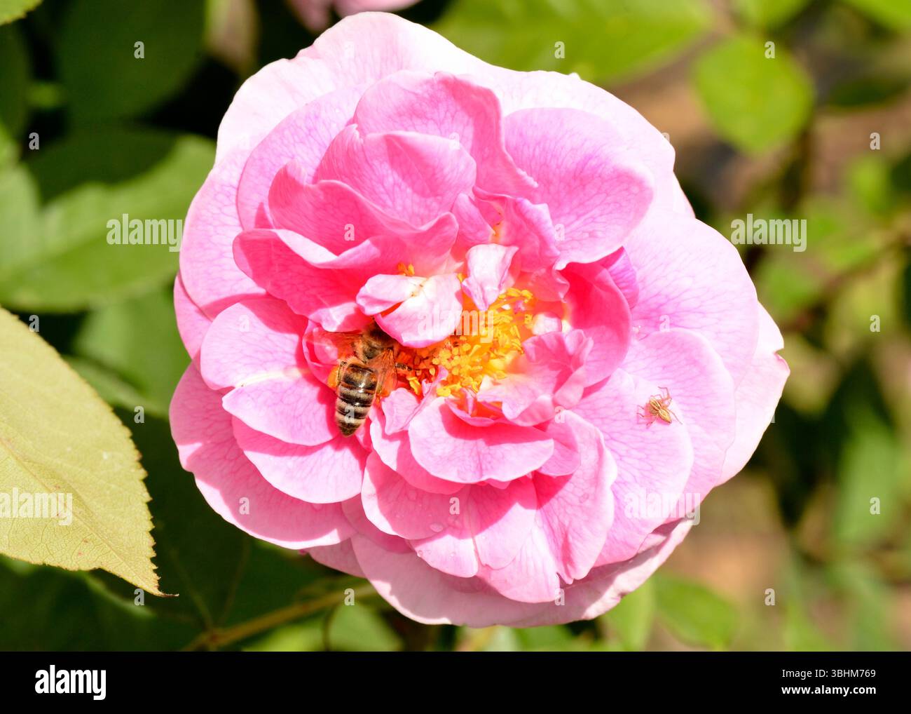 Abeille à miel sur une rose damassée (Rosa × damascena Herrm.) recueillir le nectar des pétales roses parfumés Banque D'Images