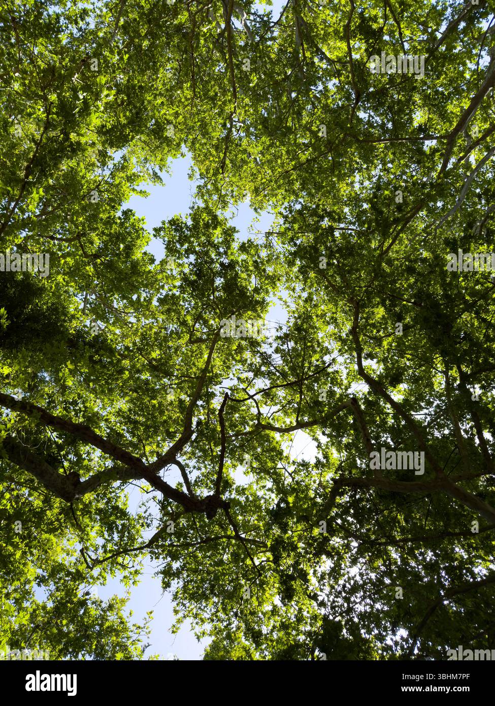 Feuillage de platanes au printemps. Feuilles vertes fraîches, vue en angle bas, journée ensoleillée Banque D'Images