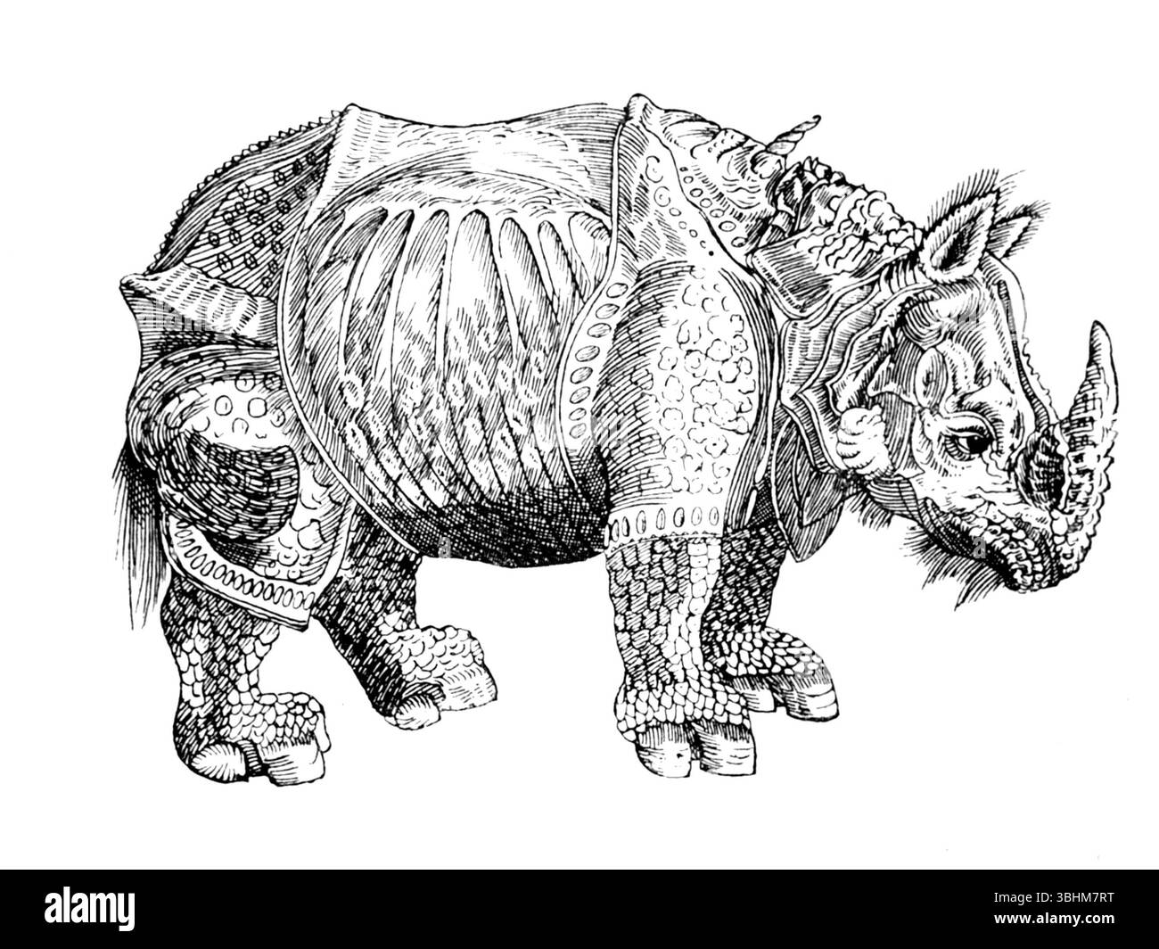 John Ashton - Rhinoceros - curieuses créatures en Zoologie - 1890 Banque D'Images