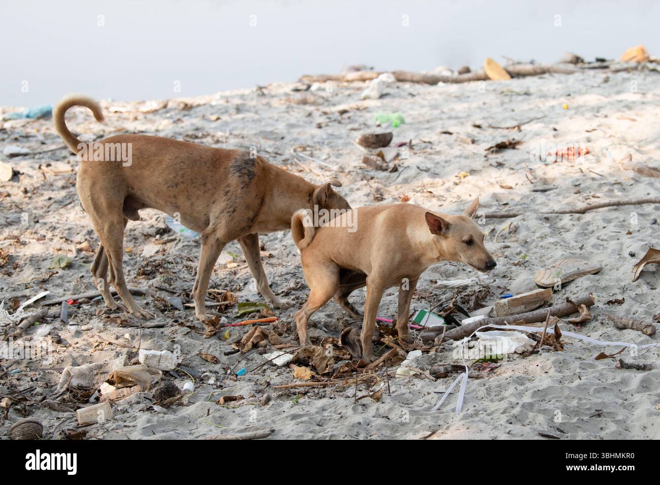 Chiens de rue sans abri sur la plage de Kochi, Inde, abandonné et malheureux, animal errant, chien Pariah indien, ordures Banque D'Images