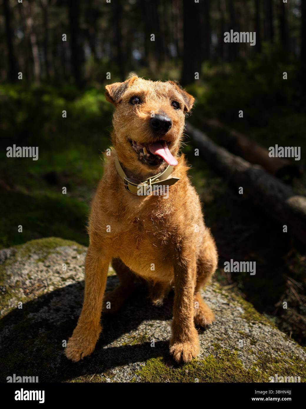 Irlandais Terrier sur un rocher couvert de mousse posant pour un portrait dans les bois Banque D'Images