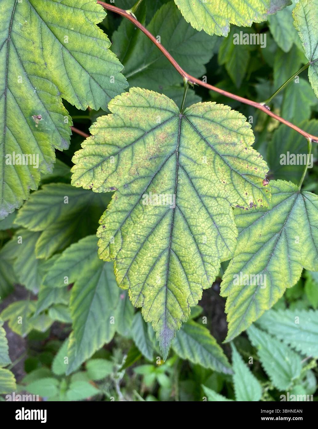 Une vue détaillée mettant en évidence des feuilles vibrantes qui mettent en valeur leurs textures vertes et jaunes distinctives magnifiquement Banque D'Images