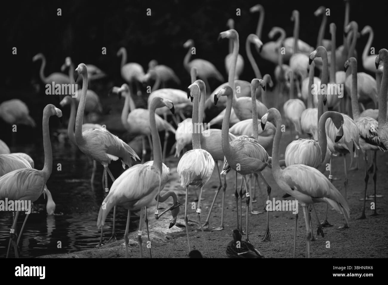 De magnifiques flamants qui marchent dans l'eau avec des herbes vertes de fond. Flamingo américain marchant dans un étang. Banque D'Images