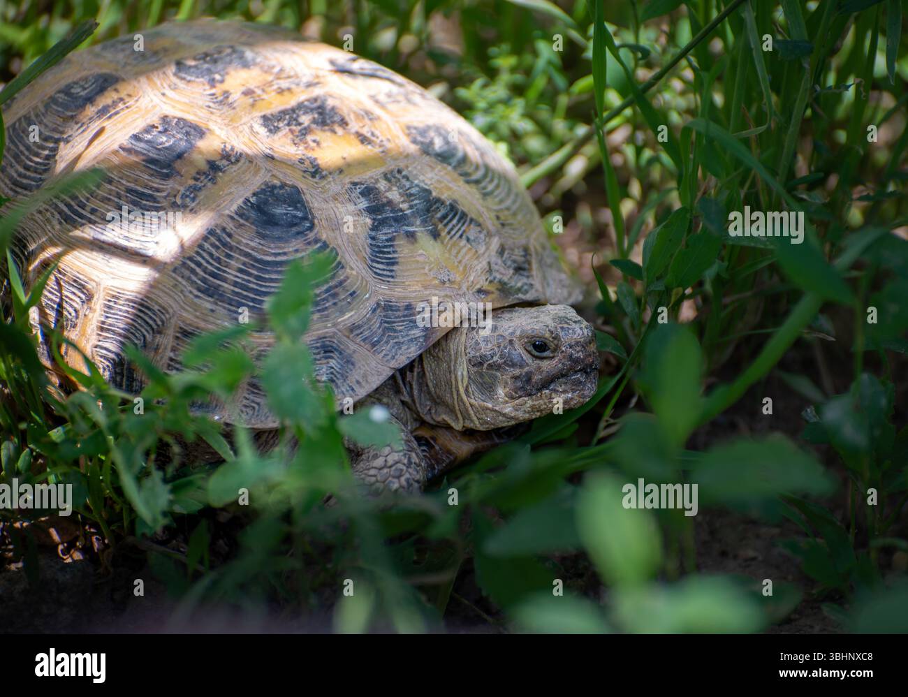 La photo montre une tortue terrestre cachée dans l'herbe. Sa coquille, à motifs de marques sombres, se marie bien avec la verdure. La tortue semble calme et Banque D'Images