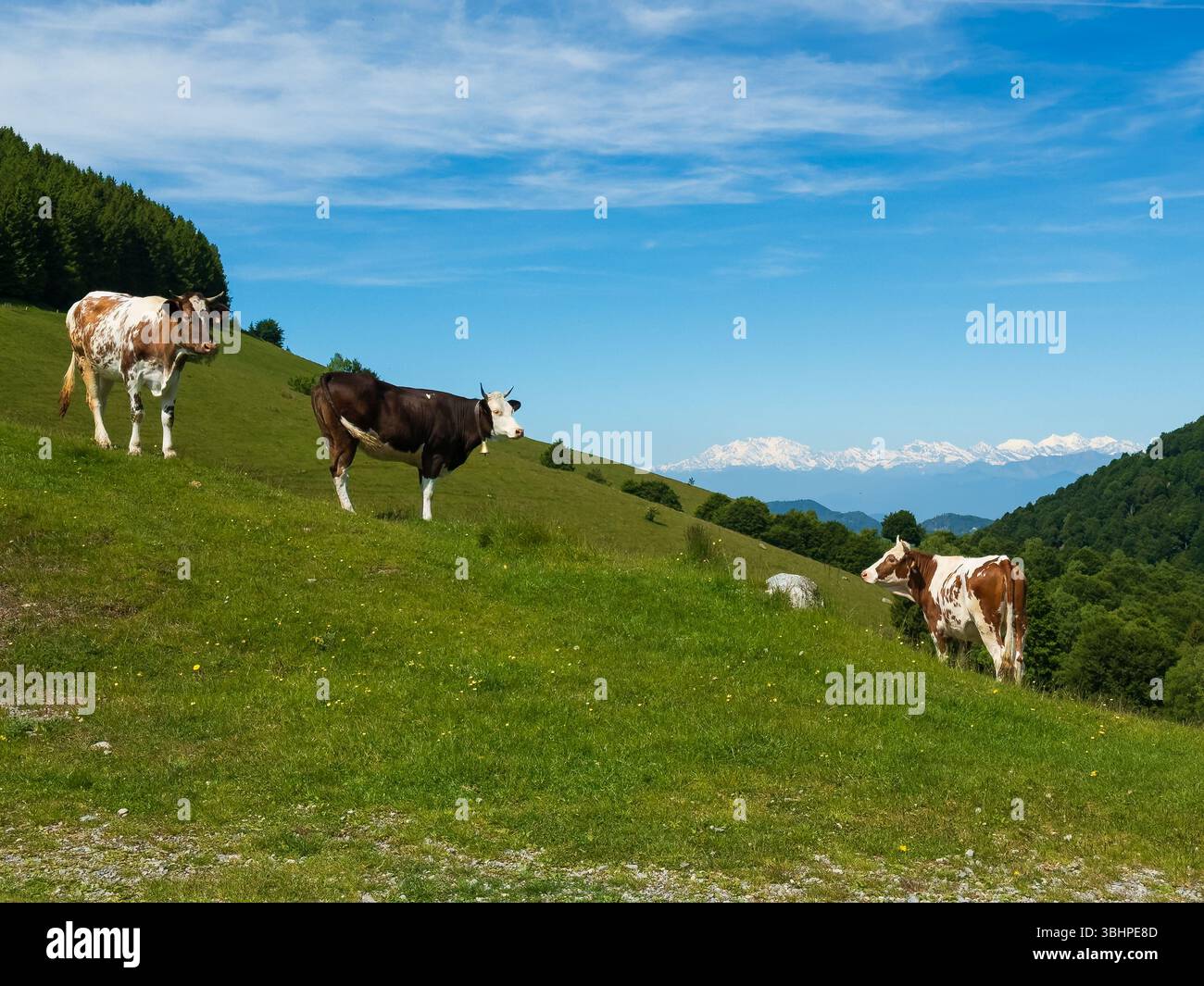 un troupeau de vaches qui paissent dans les montagnes Banque D'Images