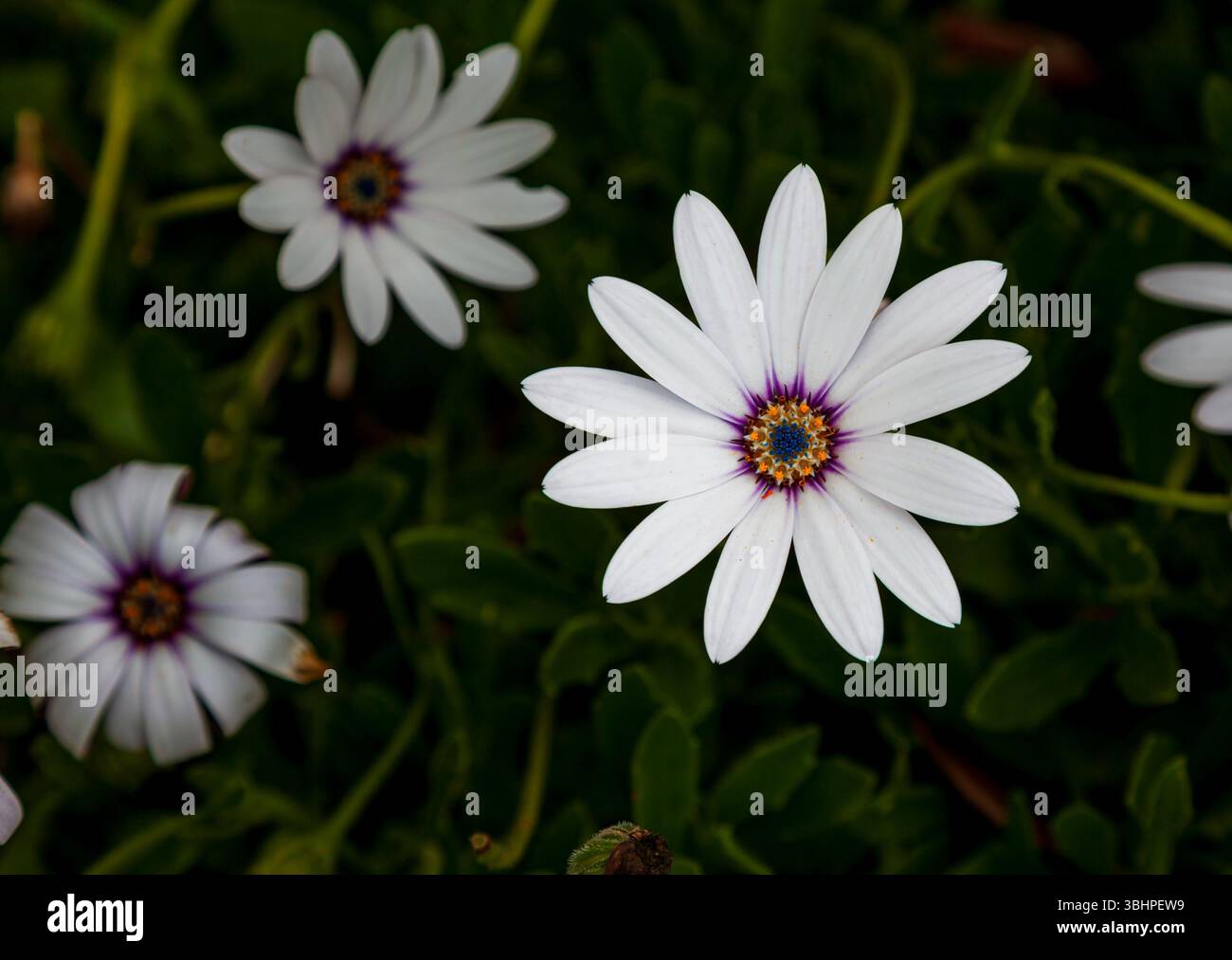 Plante blanche d'Osteosprmum ou Marguerite africaine Banque D'Images