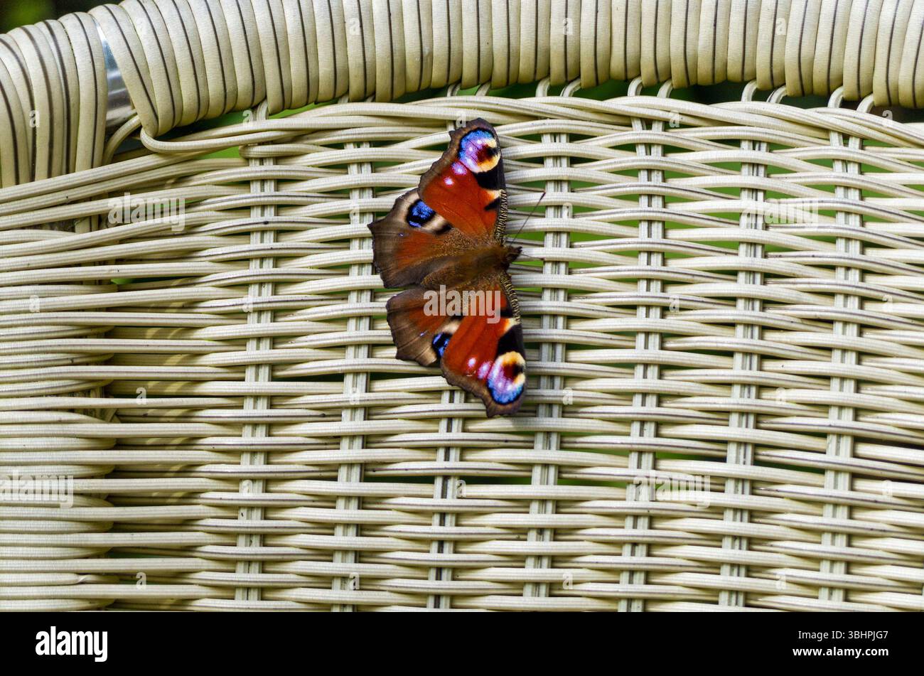 Papillon Peacock, inachis io reposant sur le dos en treillis d'une chaise de jardin dans un jardin britannique. Banque D'Images