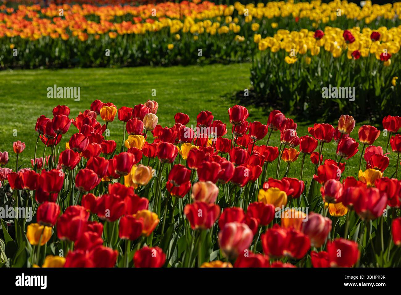 Parterres de fleurs de tulipes colorées dans le jardin botanique le jour ensoleillé du printemps, utilisé pour des programmes éducatifs sur la diversité végétale et la sensibilisation à l'environnement Banque D'Images