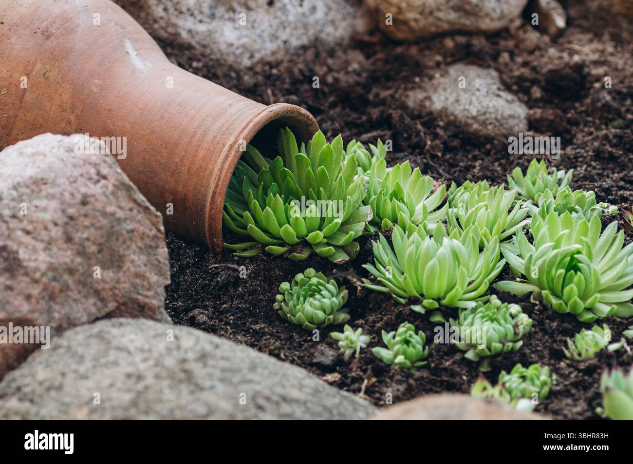Niché parmi les pierres naturelles, un pot en argile déborde de plantes succulentes, créant l'effet d'un déversement vivant qui renforce le charme rustique de la Banque D'Images