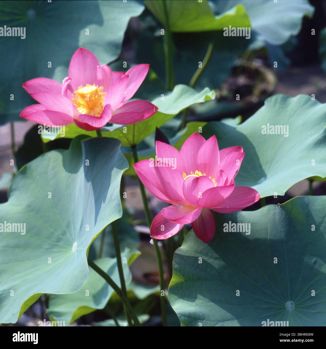 Photographie botanique des années 1980 de fleurs de Lotus rose en fleurs et de feuilles vertes Banque D'Images
