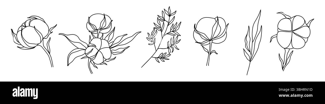 Ensemble vectoriel de dessins d'art de ligne de plante de coton Illustration de Vecteur