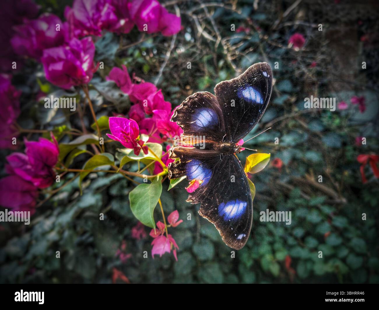 Un papillon vibrant avec des ailes sombres et des taches bleues perché sur une fleur rose de bougainvilliers, entouré d'un feuillage vert luxuriant. Banque D'Images